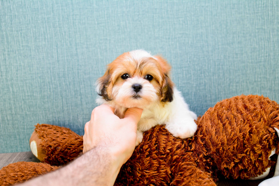 Teddy Bear Pup Being Cute