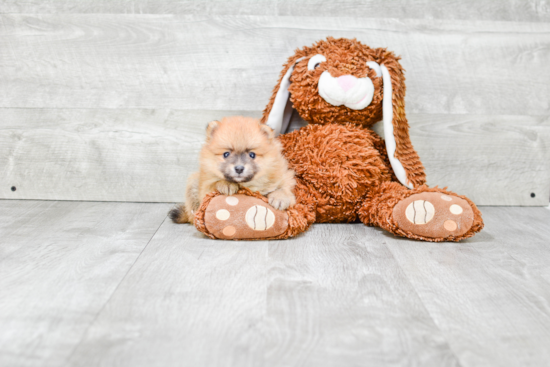 Friendly Pomeranian Purebred Pup