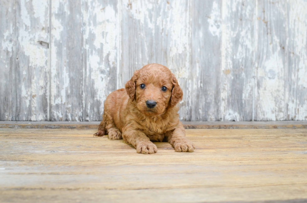 Best Mini Goldendoodle Baby