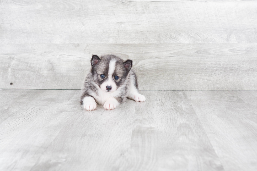 Pomsky Pup Being Cute