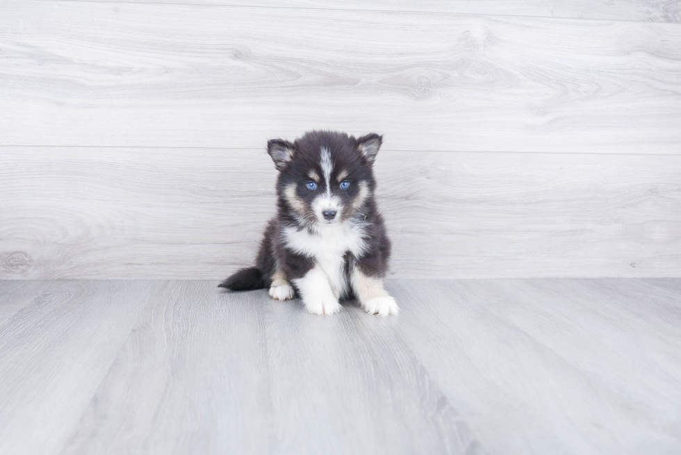 Best Pomsky Baby