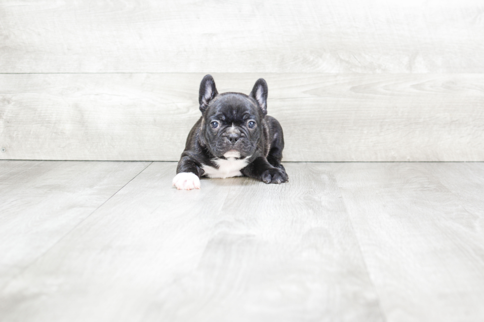 Hypoallergenic French Bulldog Purebred Pup