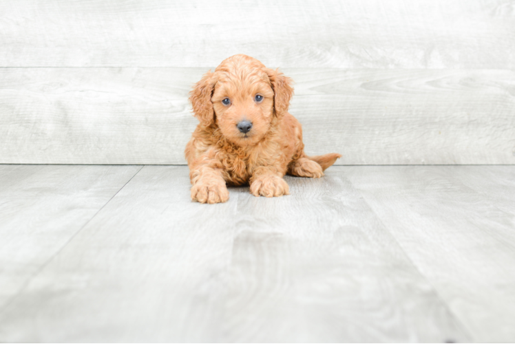 Funny Mini Goldendoodle Poodle Mix Pup