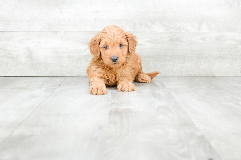 Funny Mini Goldendoodle Poodle Mix Pup