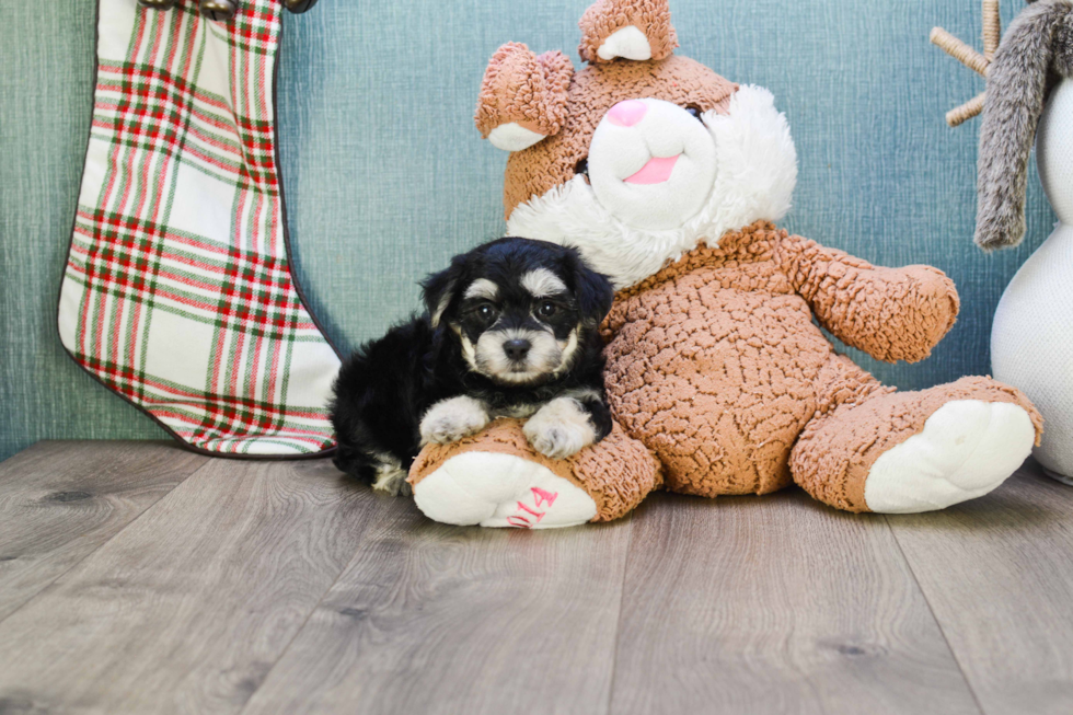 Sweet Morkie Baby