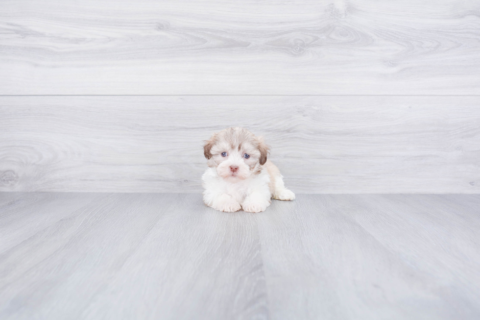 Havanese Pup Being Cute