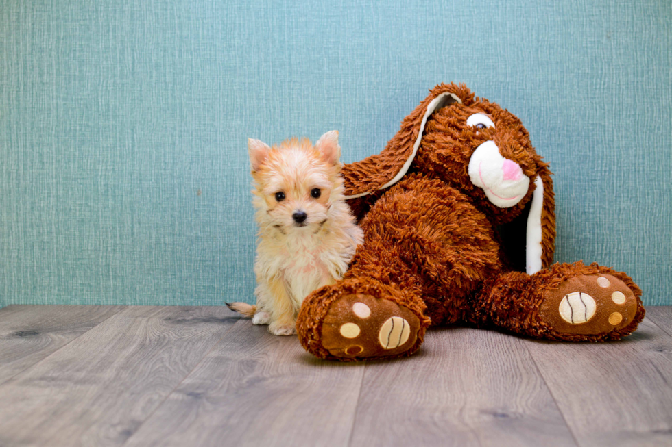 Energetic Yorkie Designer Puppy