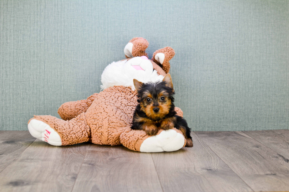 Meet Izzie - our Yorkshire Terrier Puppy Photo 