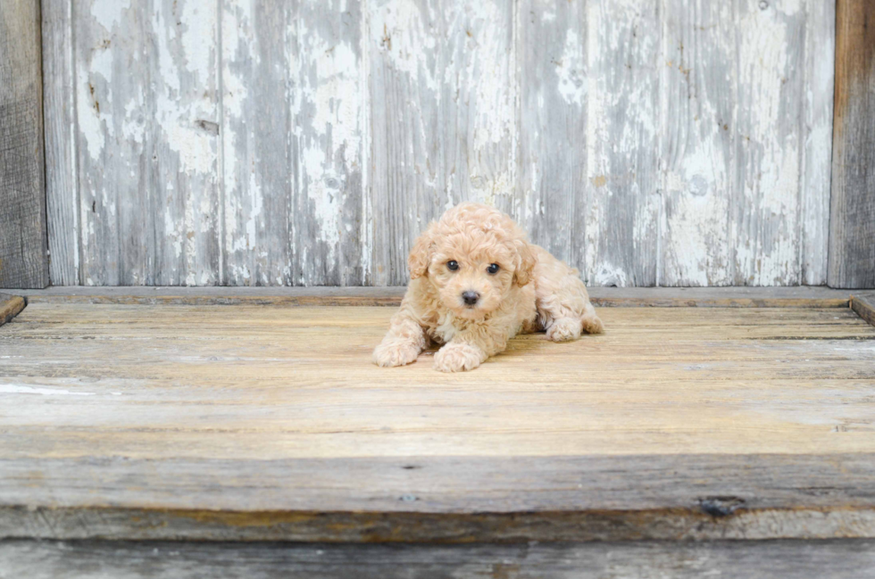 Adorable Maltepoo Poodle Mix Puppy