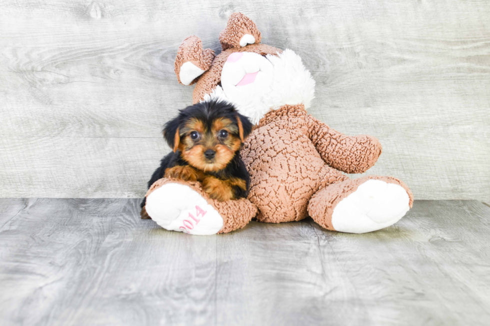 Meet Bella - our Yorkshire Terrier Puppy Photo 