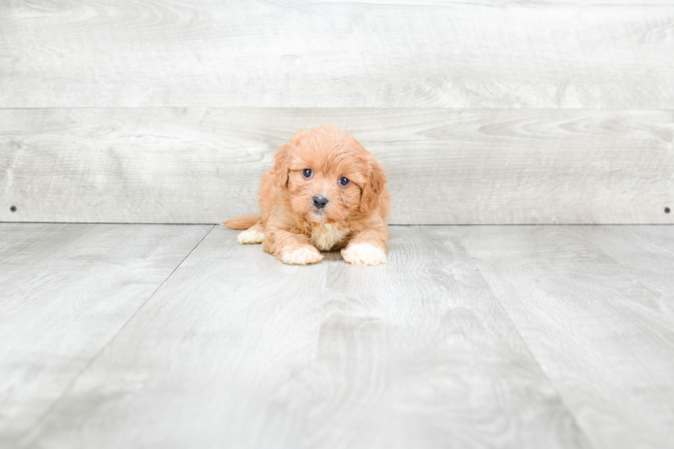 Cavachon Puppy for Adoption