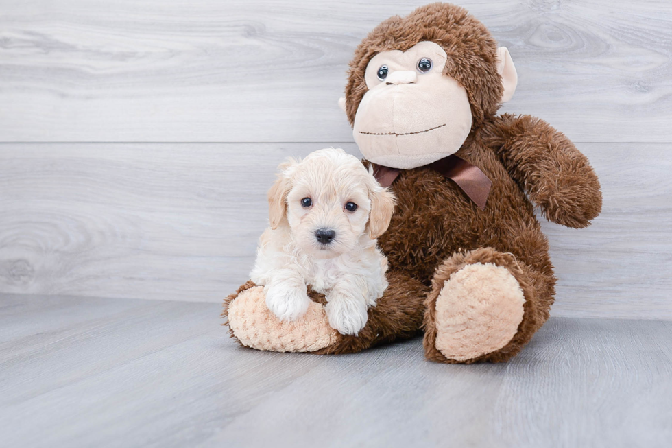 Friendly Maltipoo Baby