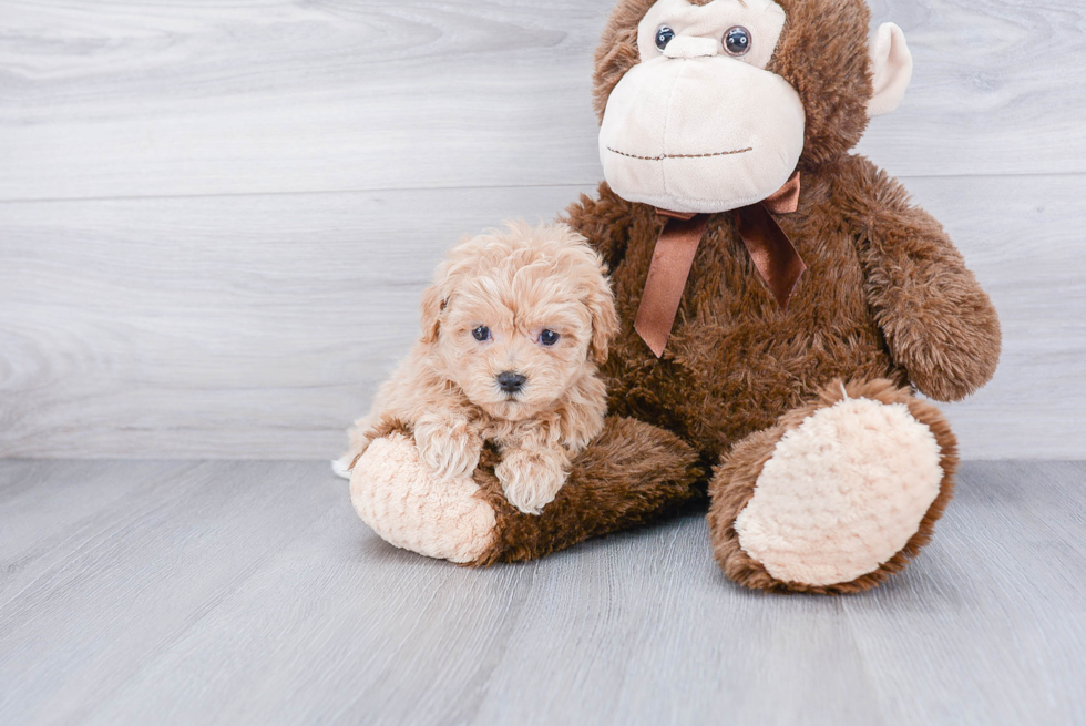 Funny Maltipoo Poodle Mix Pup