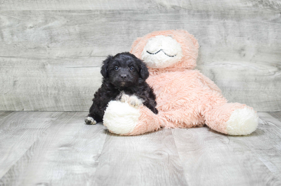 Best Mini Aussiedoodle Baby