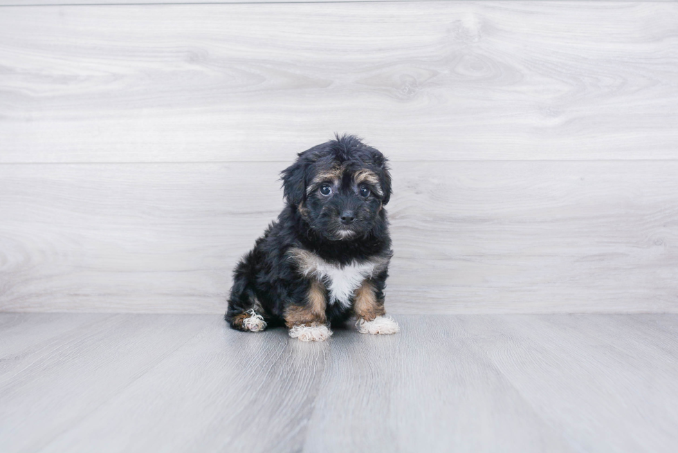 Best Havanese Baby