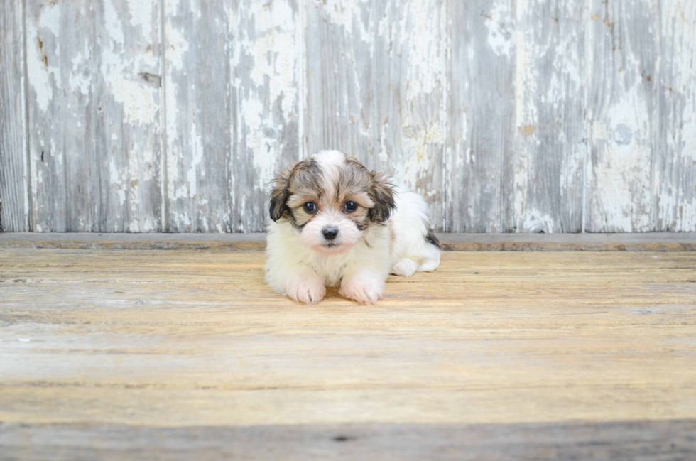 Popular Teddy Bear Designer Pup