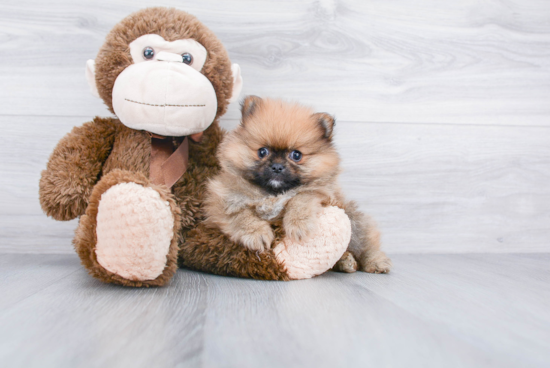 Happy Pomeranian Purebred Puppy