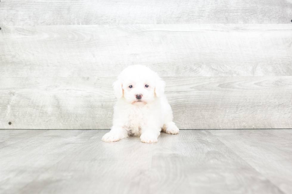 Playful Maltepoo Poodle Mix Puppy