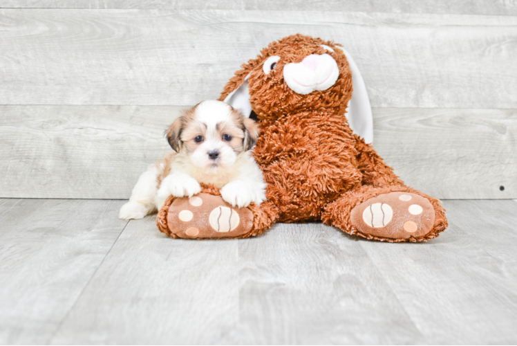 Cute Teddy Bear Baby