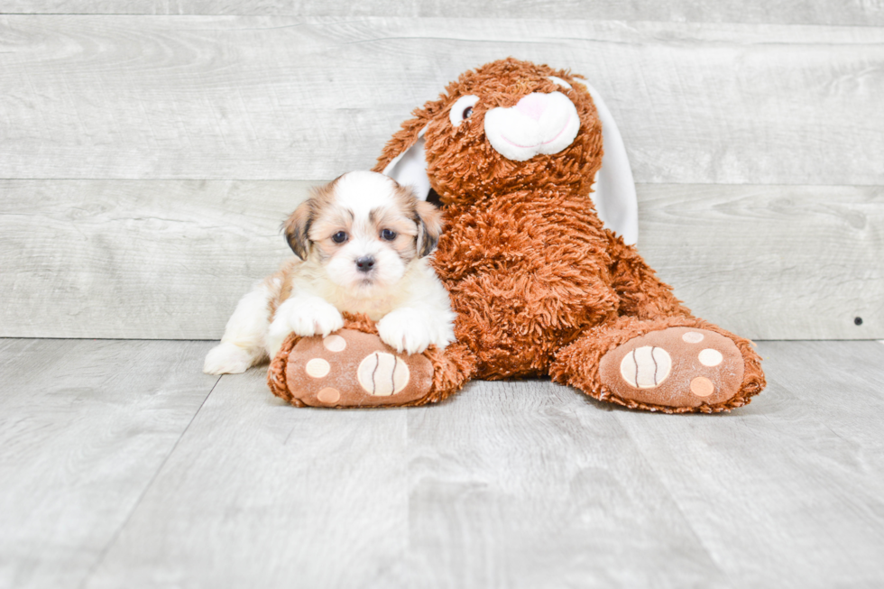 Cute Teddy Bear Baby