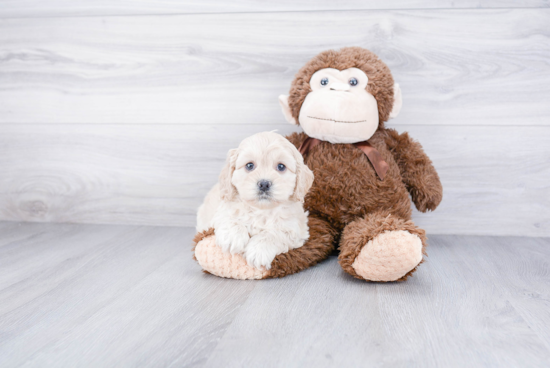 Fluffy Cockapoo Poodle Mix Pup