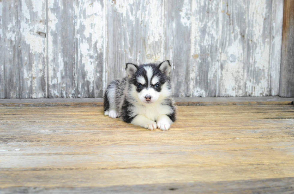 Small Pomsky Baby