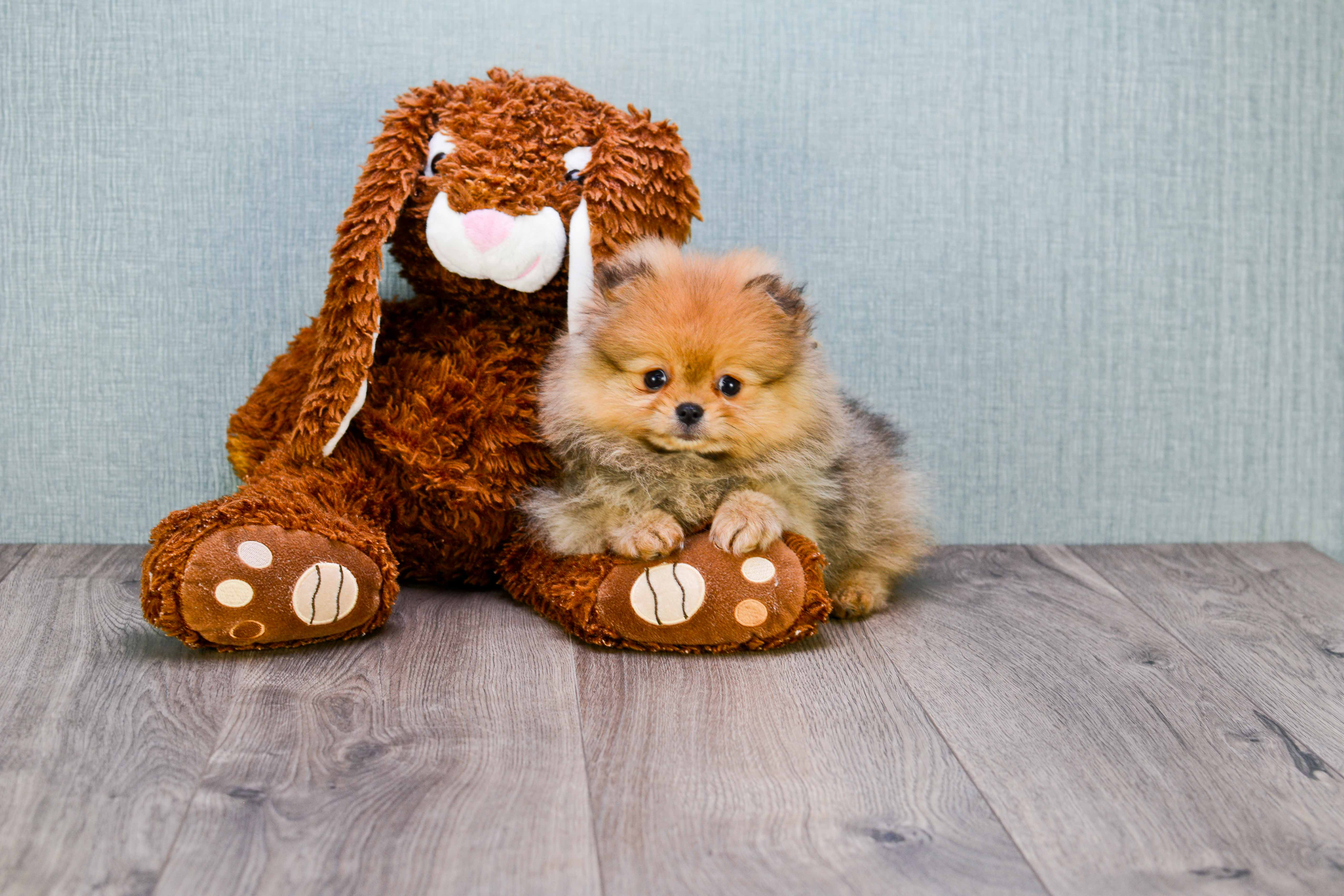 Hypoallergenic Pomeranian Purebred Pup