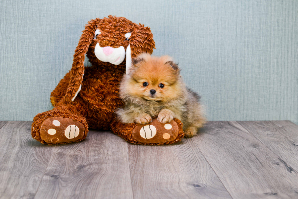 Hypoallergenic Pomeranian Purebred Pup