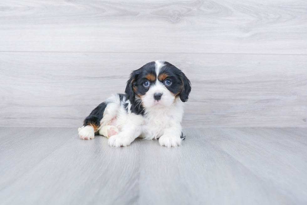 Smart Cavalier King Charles Spaniel Purebred Puppy