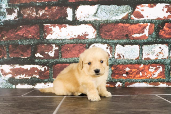 Playful Golden Retriever Poodle Mix Puppy