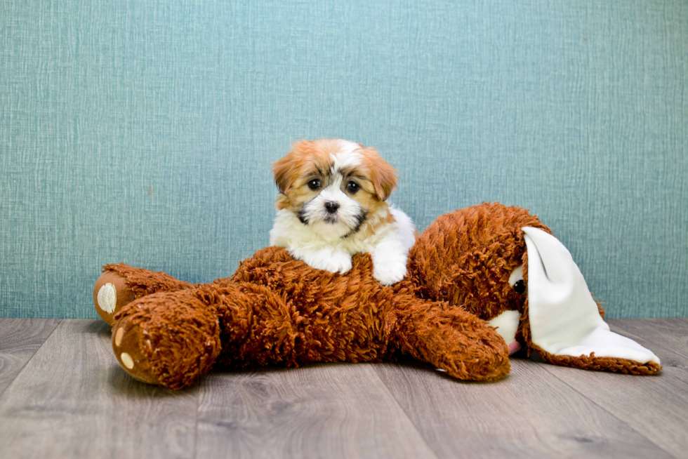 Happy Teddy Bear Baby