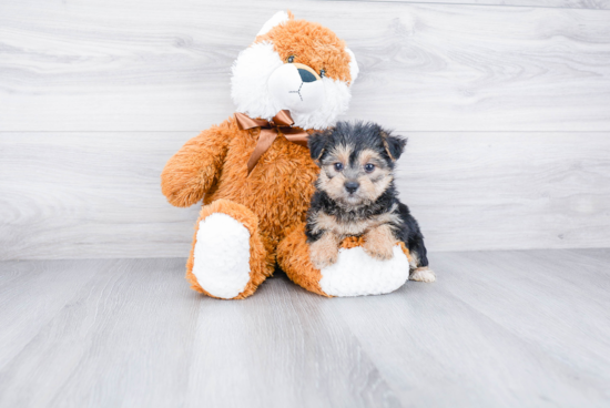 Best Morkie Baby