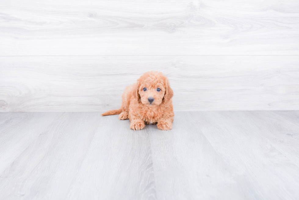 Small Mini Goldendoodle Baby