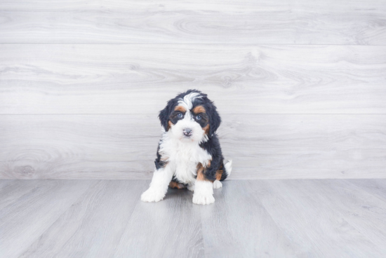 Fluffy Mini Bernedoodle Poodle Mix Pup