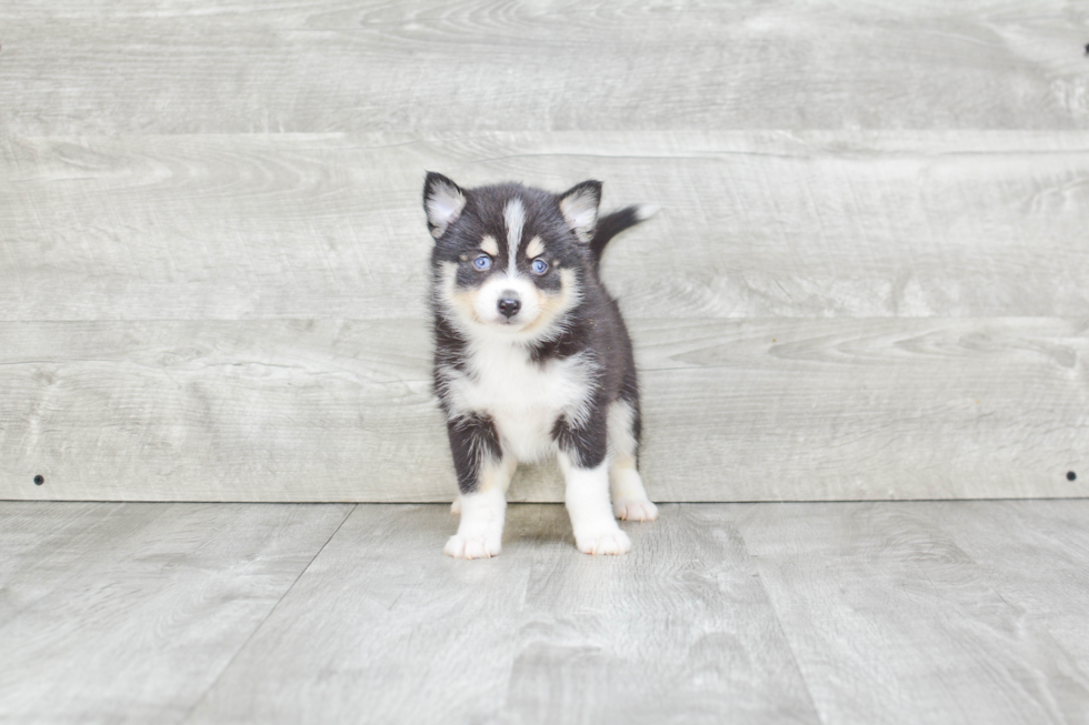 Cute Pomsky Baby