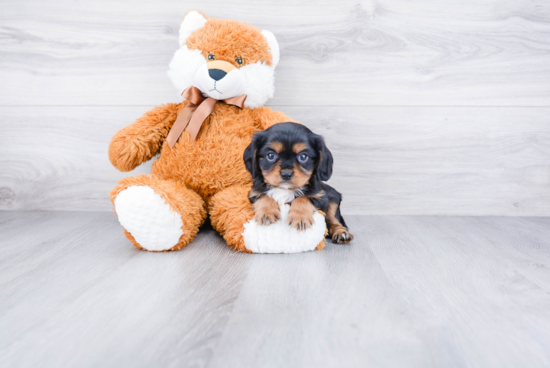 Best Cavalier King Charles Spaniel Baby