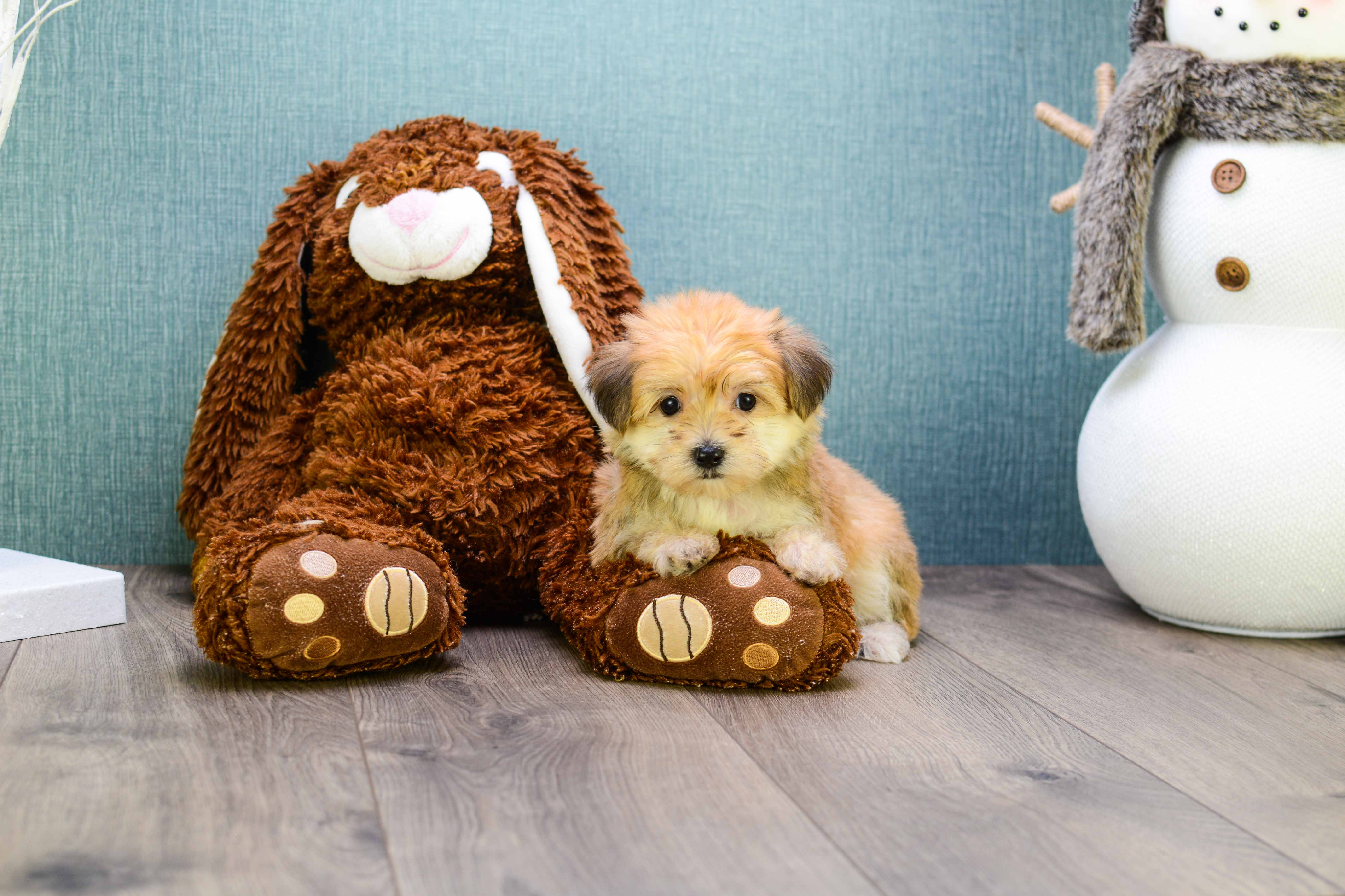 Petite Morkie Designer Pup