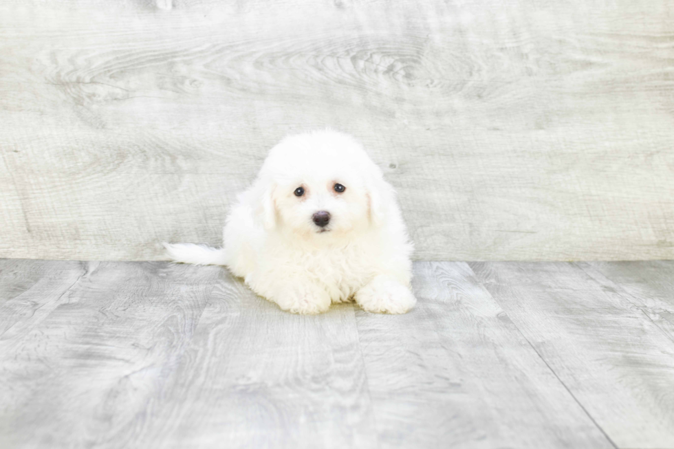 Bichon Frise Pup Being Cute