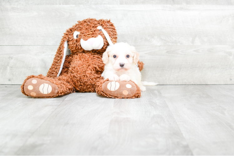 Small Cavachon Baby