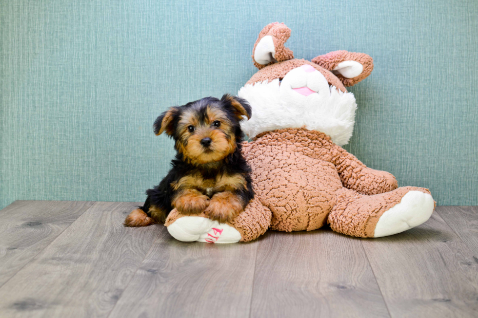 Meet Simon - our Yorkshire Terrier Puppy Photo 