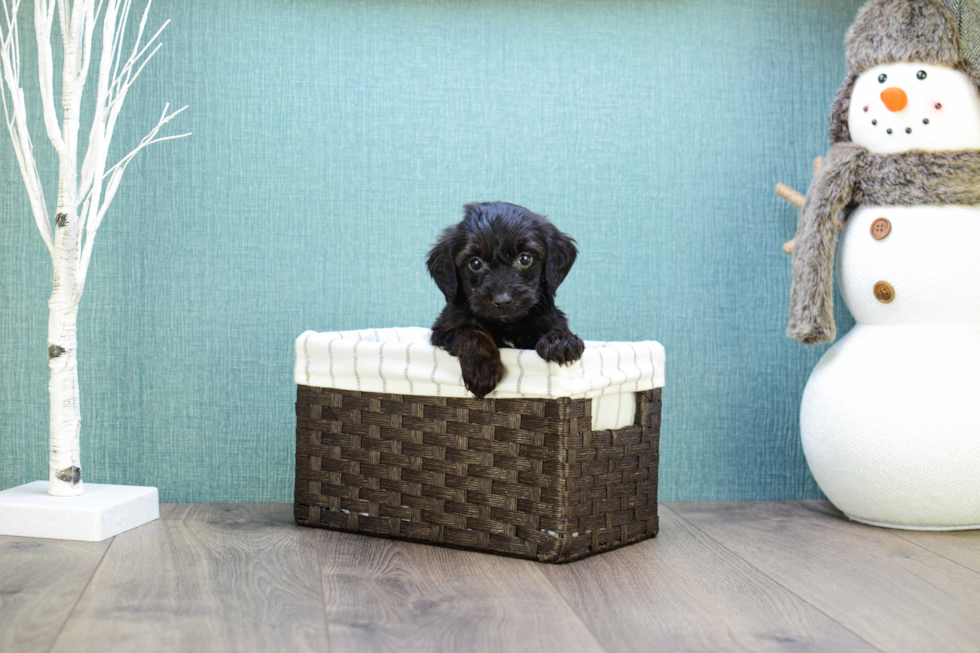 Funny Yorkie Poo Poodle Mix Pup