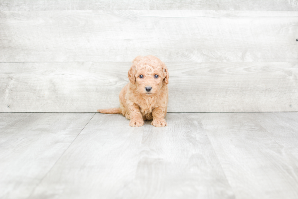 Small Mini Goldendoodle Baby