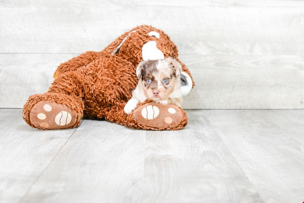 Mini Aussiedoodle Pup Being Cute