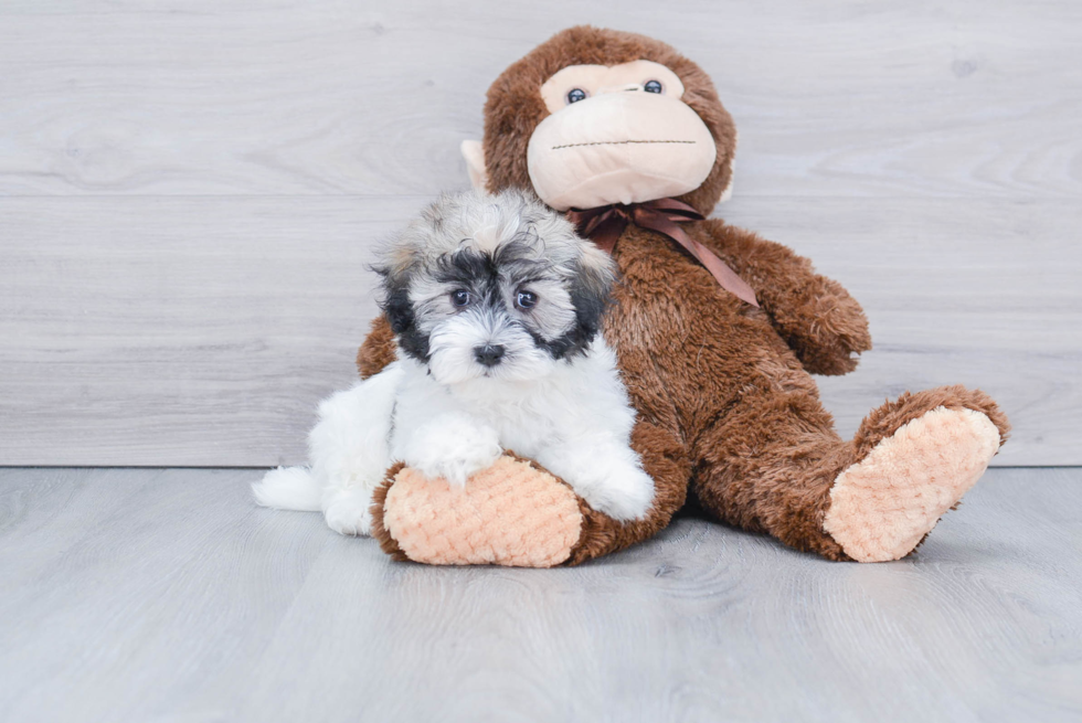 Hypoallergenic Havanese Purebred Pup