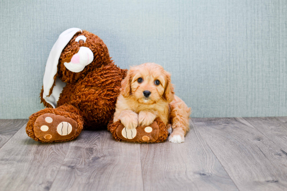 Playful Cavoodle Poodle Mix Puppy