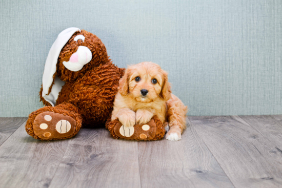 Playful Cavoodle Poodle Mix Puppy