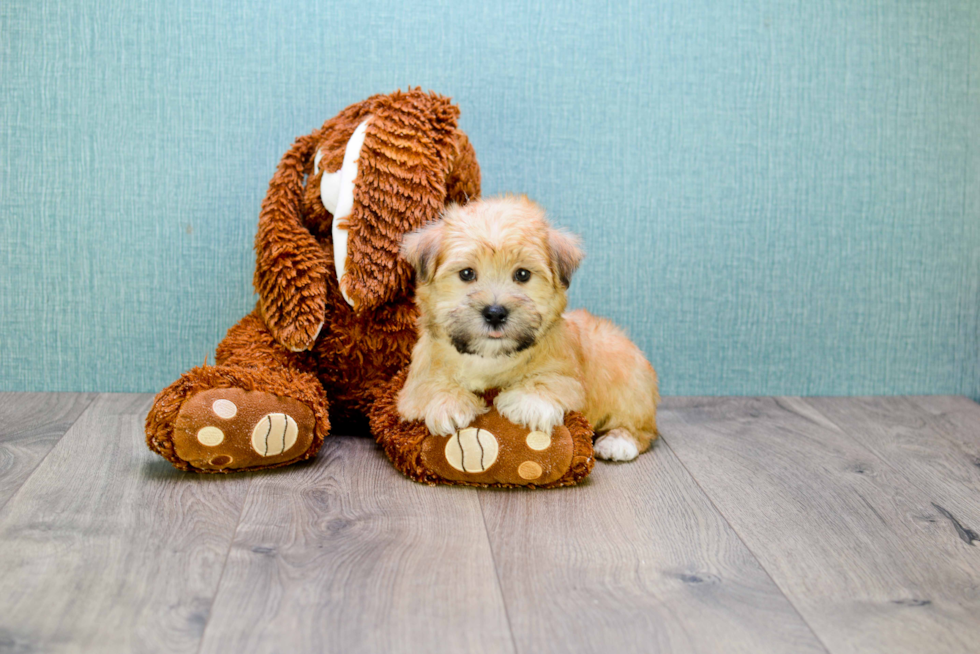 Best Morkie Baby