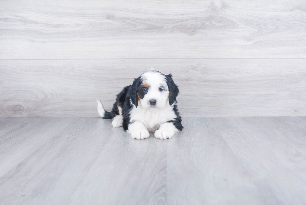 Cute Mini Bernedoodle Baby