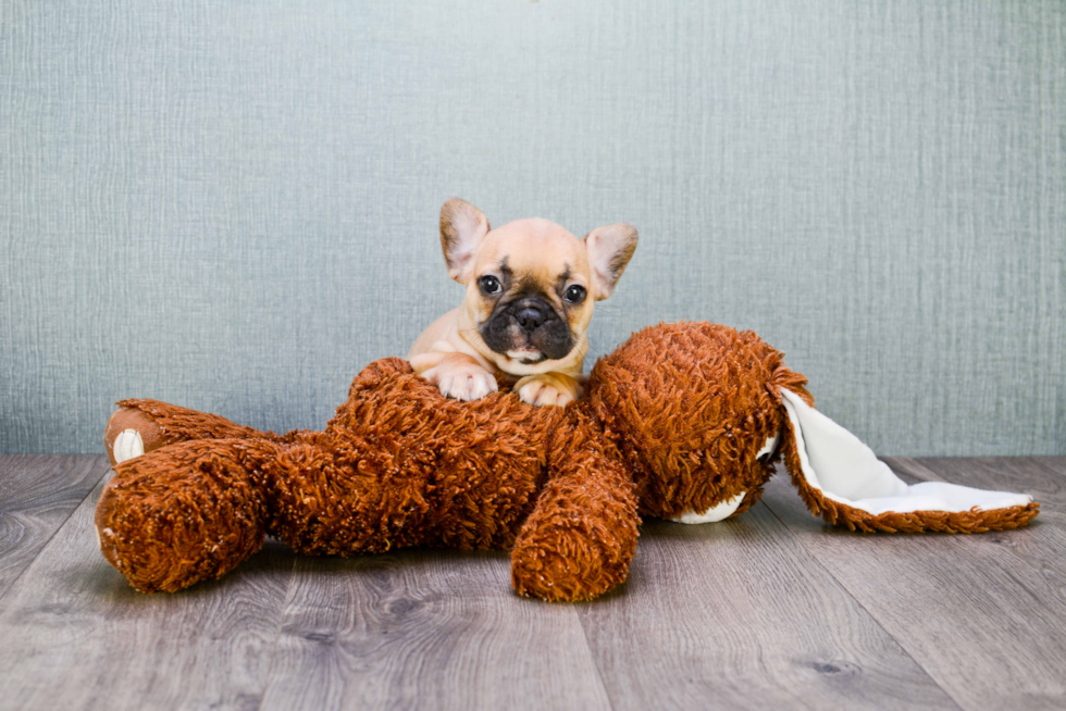 Hypoallergenic French Bulldog Baby