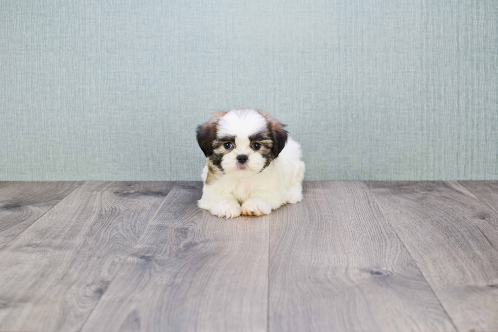 Teddy Bear Pup Being Cute